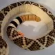 Jucarie plus sarpe Western Diamondback Wild Republic 141 cm Jucarie plus sarpe Western Diamondback Wild Republic 141 cm