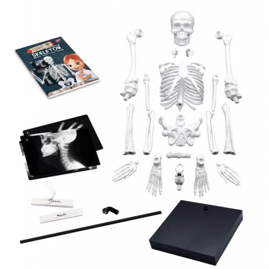 Set educativ Schelet 85 cm Set educativ Schelet 85 cm