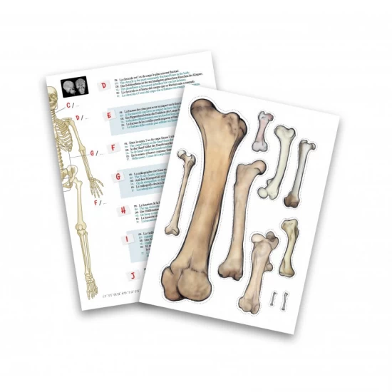 Set educativ Schelet 85 cm Set educativ Schelet 85 cm