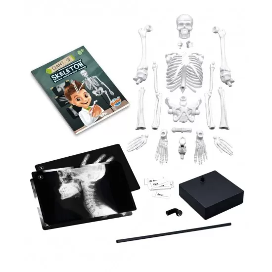 Jucarie educativa - Schelet Gigant 45 cm Jucarie educativa - Schelet Gigant 45 cm