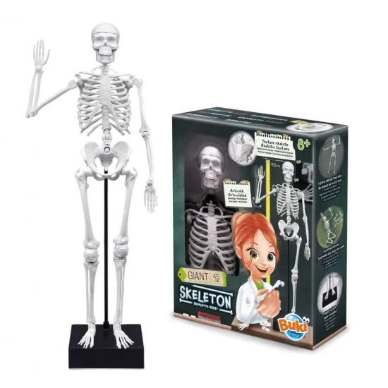 Jucarie educativa - Schelet Gigant 45 cm Jucarie educativa - Schelet Gigant 45 cm