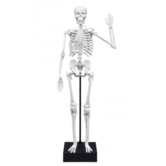 Jucarie educativa - Schelet Gigant 45 cm Jucarie educativa - Schelet Gigant 45 cm