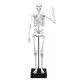 Jucarie educativa - Schelet Gigant 45 cm Jucarie educativa - Schelet Gigant 45 cm