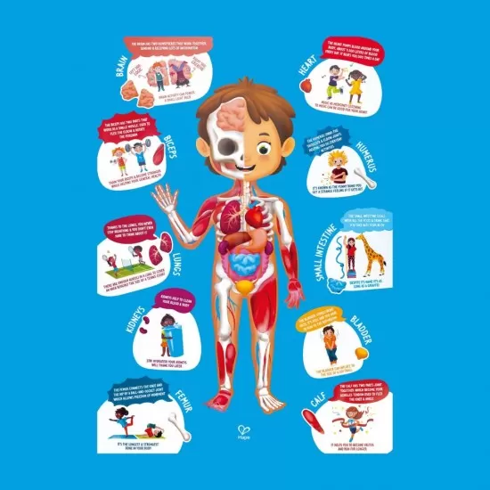 Puzzle pentru copii Hape - Corpul Uman 61 piese Puzzle pentru copii Hape - Corpul Uman 61 piese