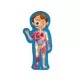 Puzzle pentru copii Hape - Corpul Uman 61 piese Puzzle pentru copii Hape - Corpul Uman 61 piese